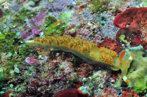 A Moridilla brockii | Nudibranch