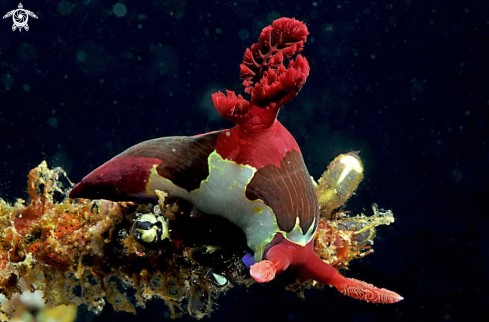 A Nudibranch