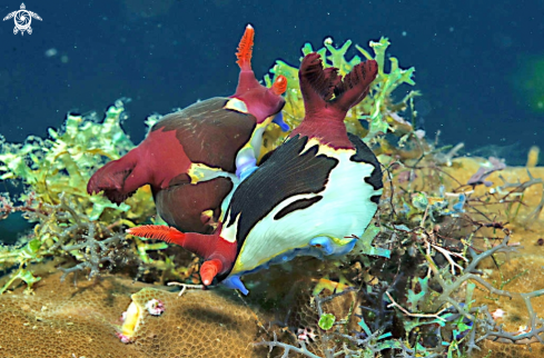 A Nudibranch