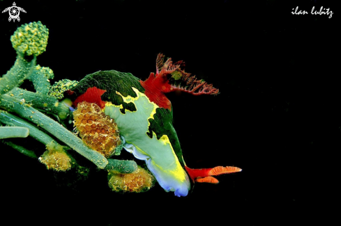 A Nembrotha chamberlaini   | Nudibranch