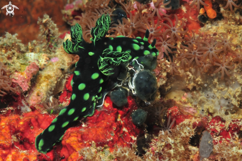 A Nembrotha cristata | Nudibranch