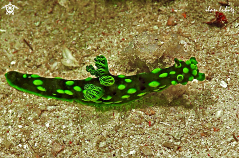 A Nembrotha cristata | Nudibranch