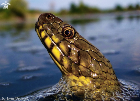 A Vodena zmija Ribarica / Water snake - Ribarica.