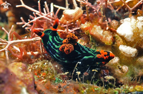 A nembrotha kuboryana | Nudibranch
