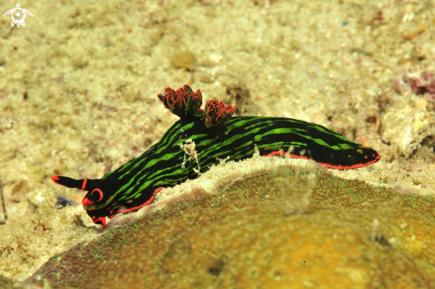 A nembrotha kuboryana | Nudibranch