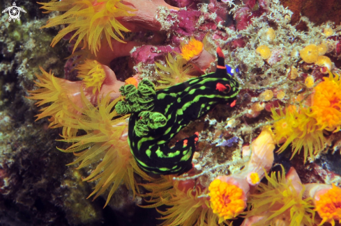 A nembrotha kuboryana | Nudibranch