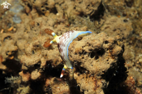 A Nudibranch