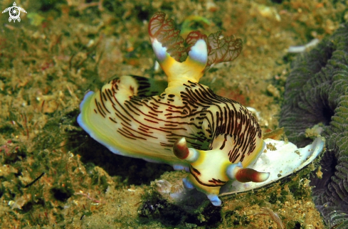 A Nudibranch