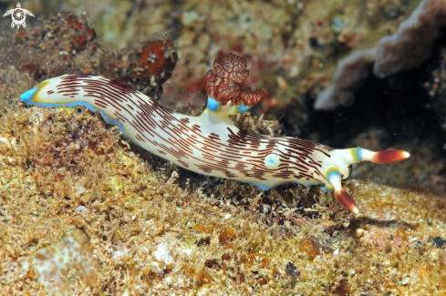 A nembrotha lineolata 1  | Nudibranch