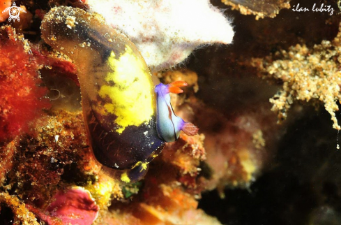 A nembrotha lineolata  | Nudibranch