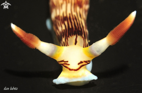 A nembrotha lineolata  | Nudibranch