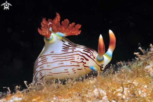 A nembrotha lineolata  | Nudibranch