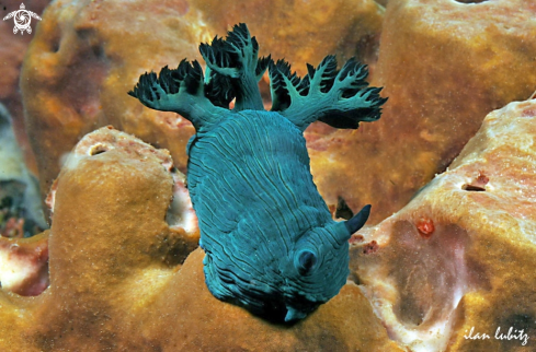 A Nudibranch