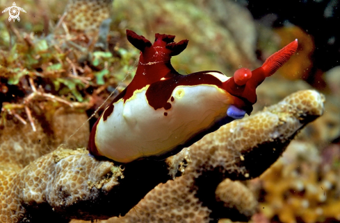 A nembrotha rutilans  | Nudibranch