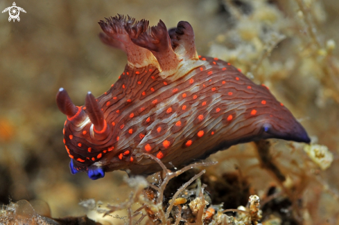 A Nudibranch