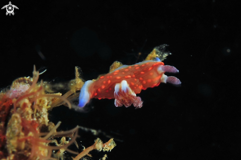 A Nudibranch