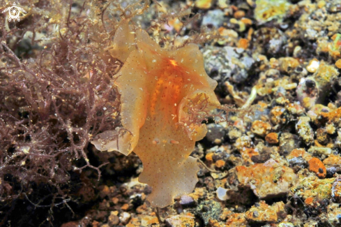 A sea slug