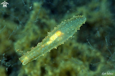 A sea slug