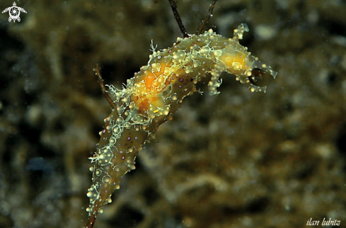 A sea slug