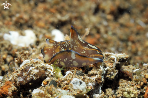 A sea slug