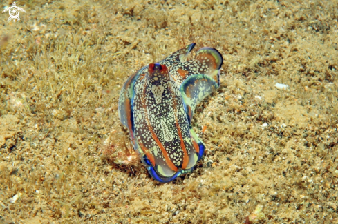 A sea slug