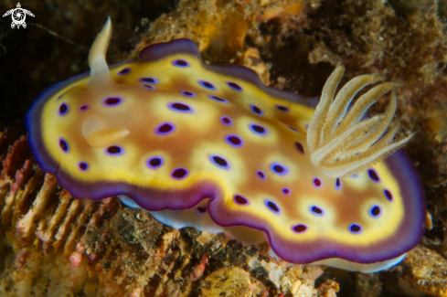 A Nudibranch