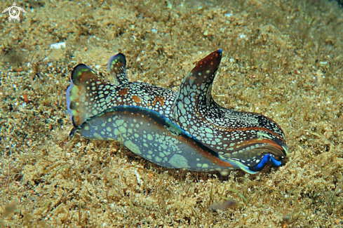 A sea slug