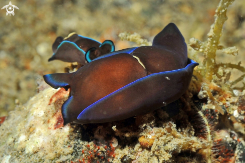 A sea slug