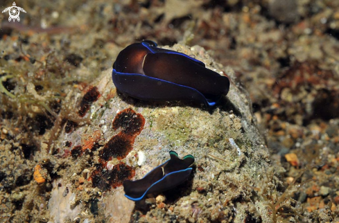 A sea slug