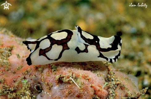 A sea slug