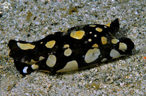 A sea slug