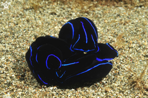 A Philinopsis varians  | sea slug