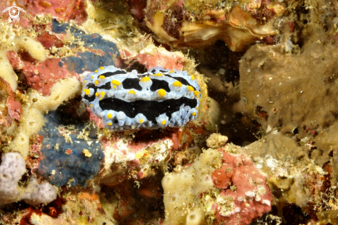 A phyllidia coelestis   | Nudibranch