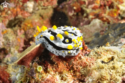 A phyllidia coelestis   | Nudibranch