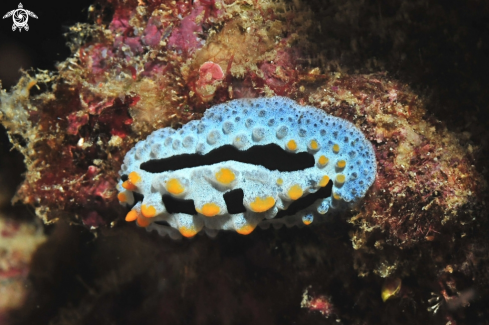 A phyllidia coelestis   | Nudibranch