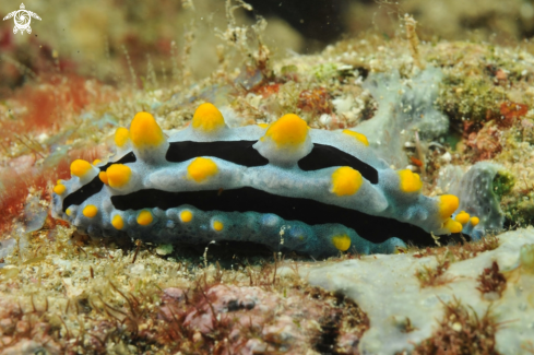 A phyllidia exquisita  | Nudibranch