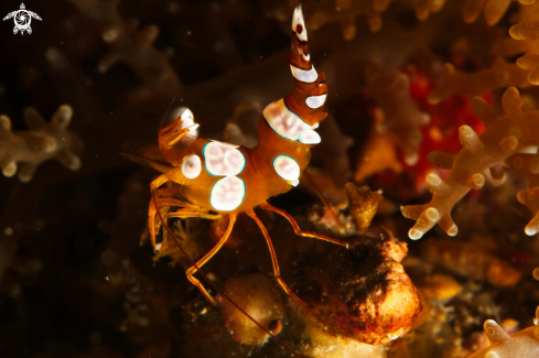 A Sexy Anemone Shrimp