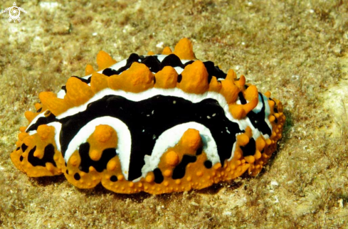 A phyllidia ocellata | Nudibranch