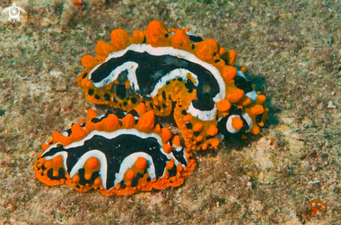 A phyllidia ocellata | Nudibranch