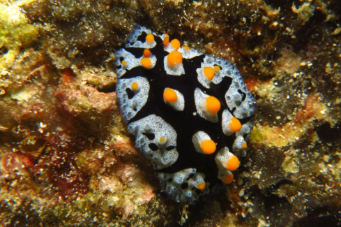 A Phyllidia picta  | Nudibranch