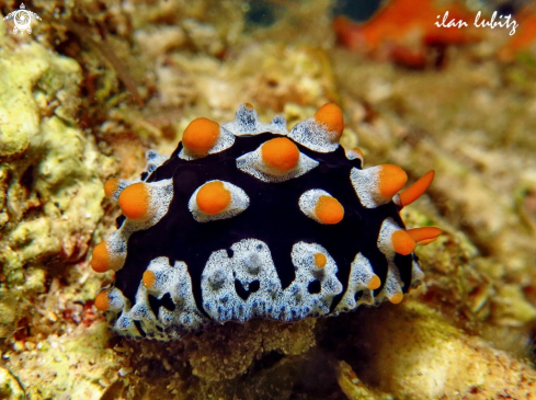 A Phyllidia picta  | Nudibranch