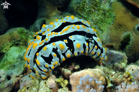 A phyllidia varicosa   | Nudibranch