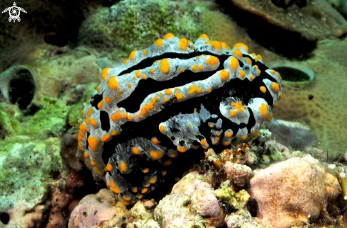 A phyllidia varicosa   | Nudibranch