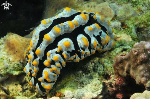 A phyllidia varicosa   | Nudibranch