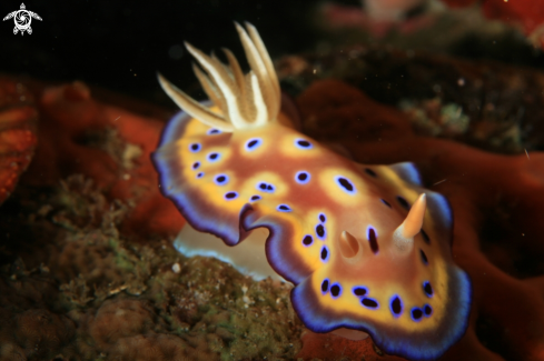 A Nudibranch