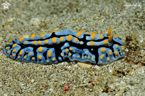 A phyllidia varicosa   | Nudibranch