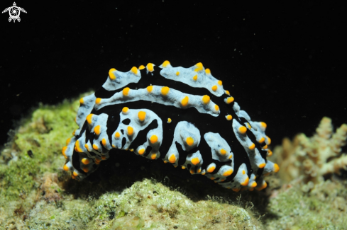 A phyllidia varicosa   | Nudibranch