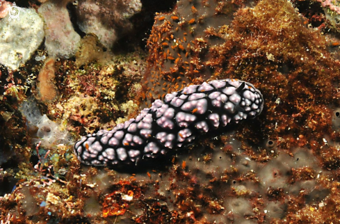 A Phyllidiella cooraburrama   | Nudibranch