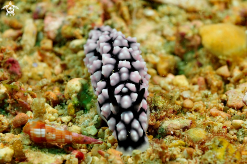 A Phyllidiella lizae  | Nudibranch