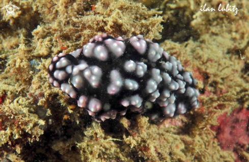 A Phyllidiella nigra  | Nudibranch